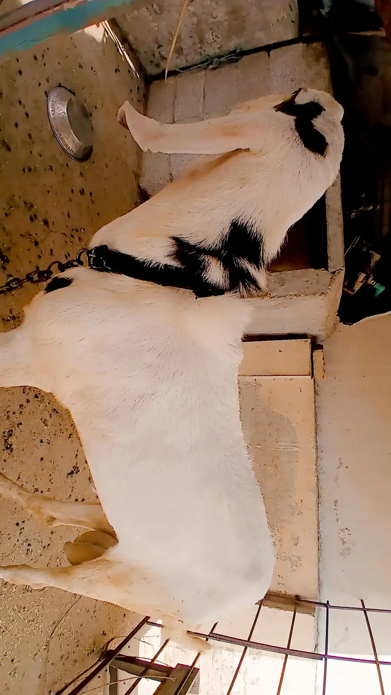 goat argent sale — photo 5