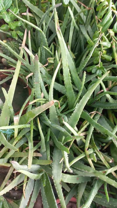 Aloe Vera Plants for sale