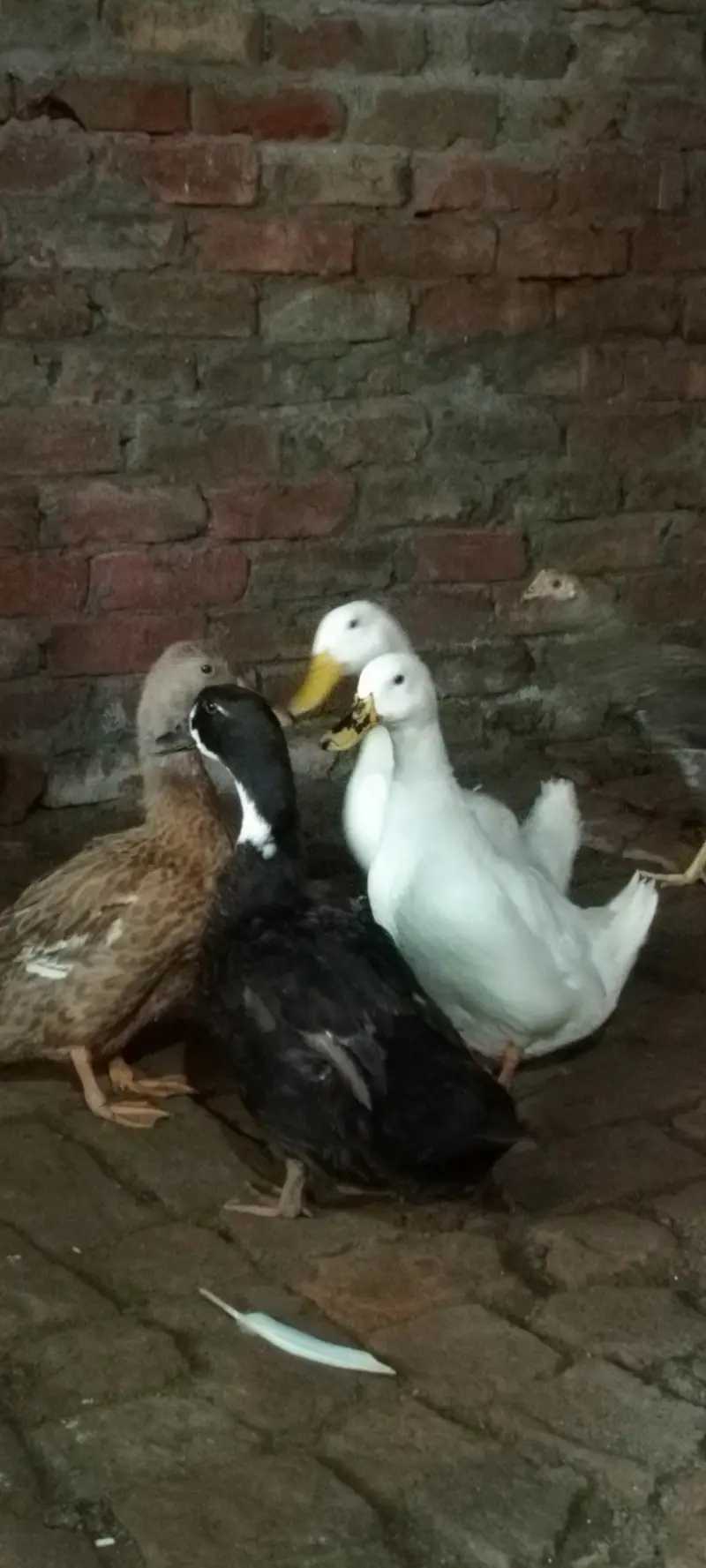 Ducks For Sale  03147000130
