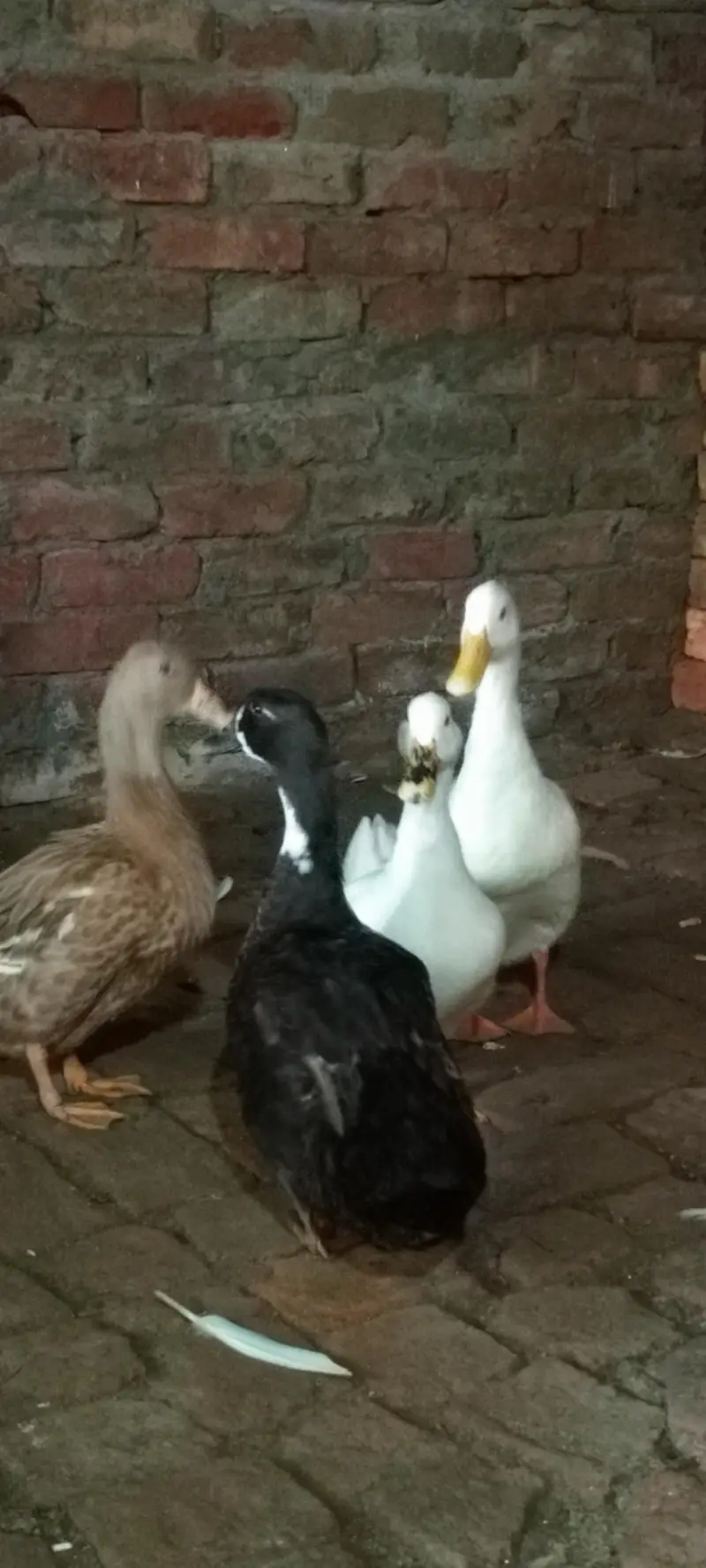 Ducks For Sale  03147000130 — photo 2