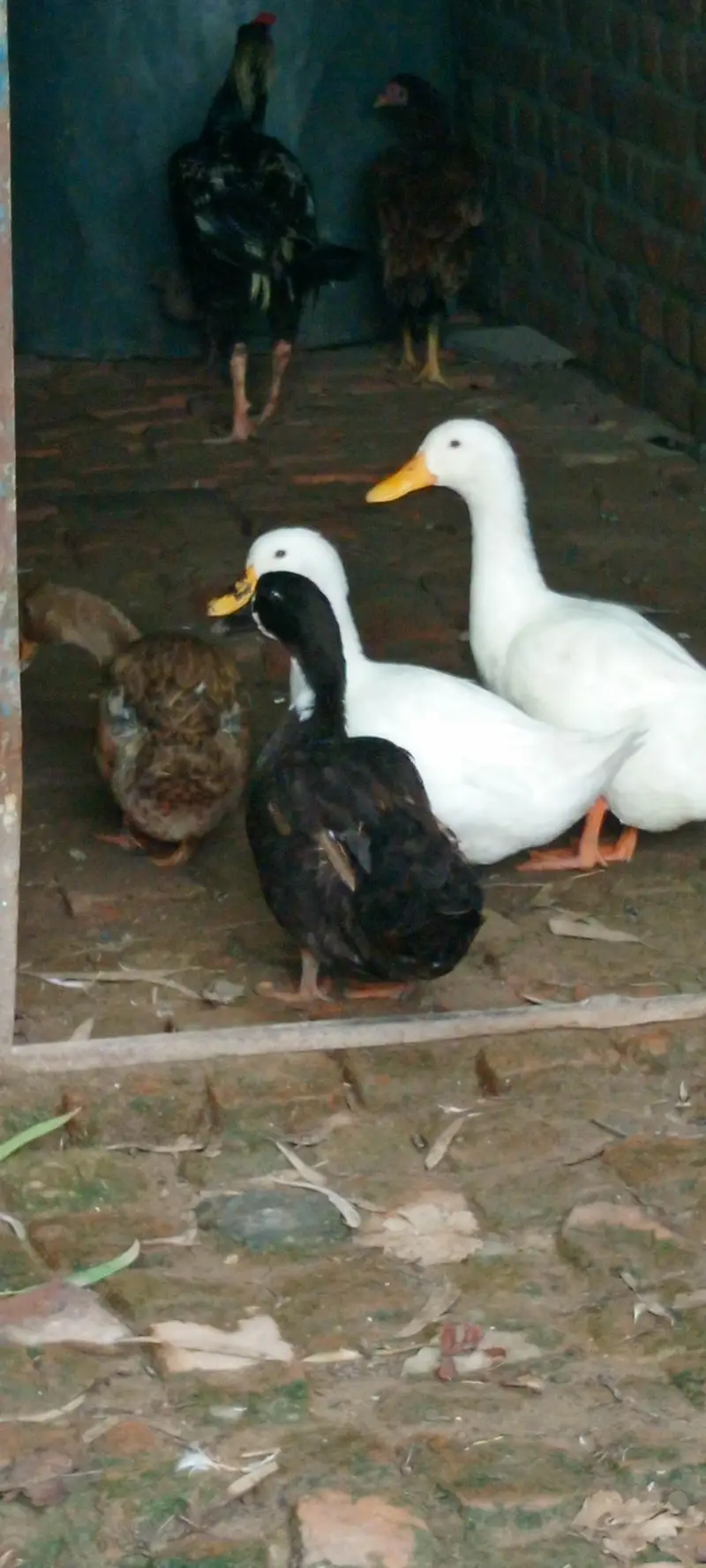 Ducks For Sale  03147000130 — photo 3