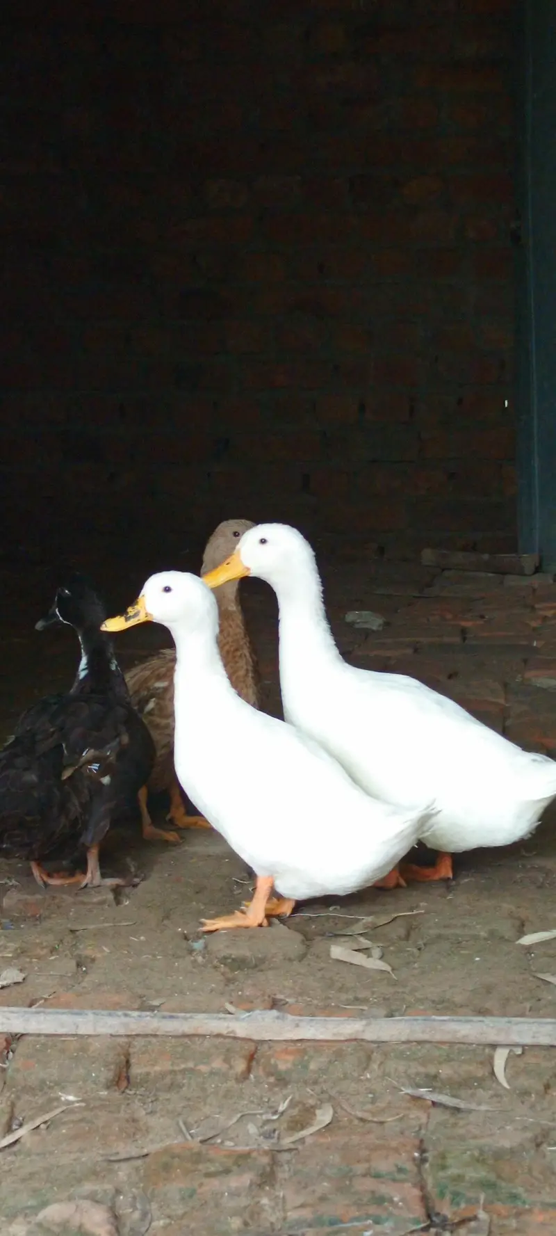 Ducks For Sale  03147000130 — photo 4