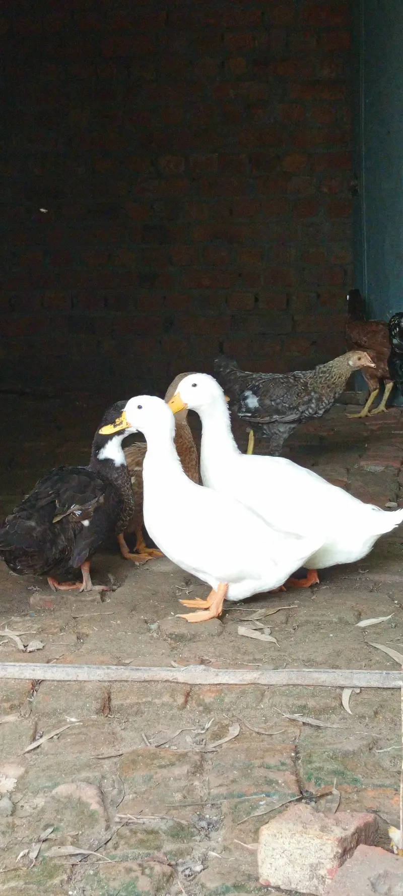 Ducks For Sale  03147000130 — photo 5