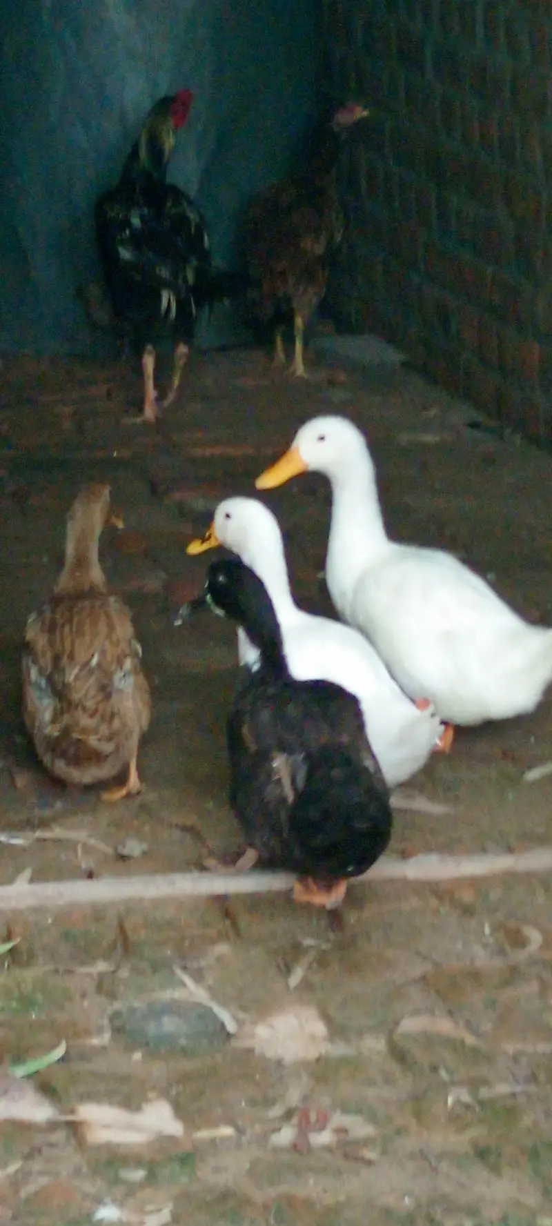 Ducks For Sale  03147000130 — photo 6