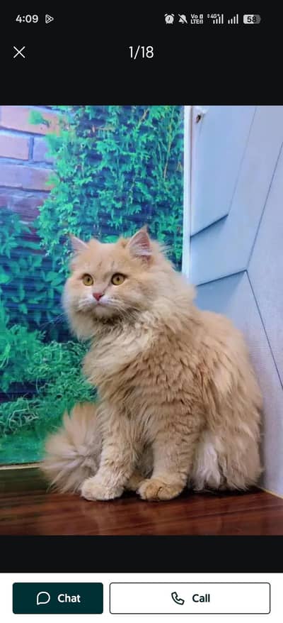 Persian cat and kitten punch face triple coated
