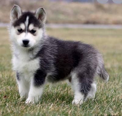 Siberian husky female