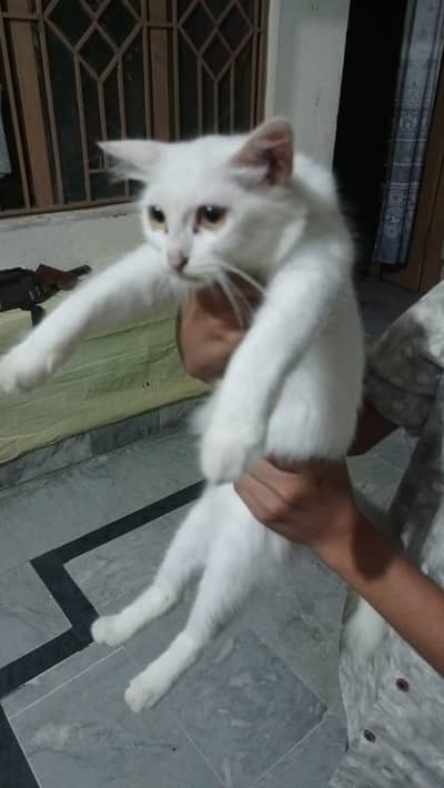 cat for sale colour white