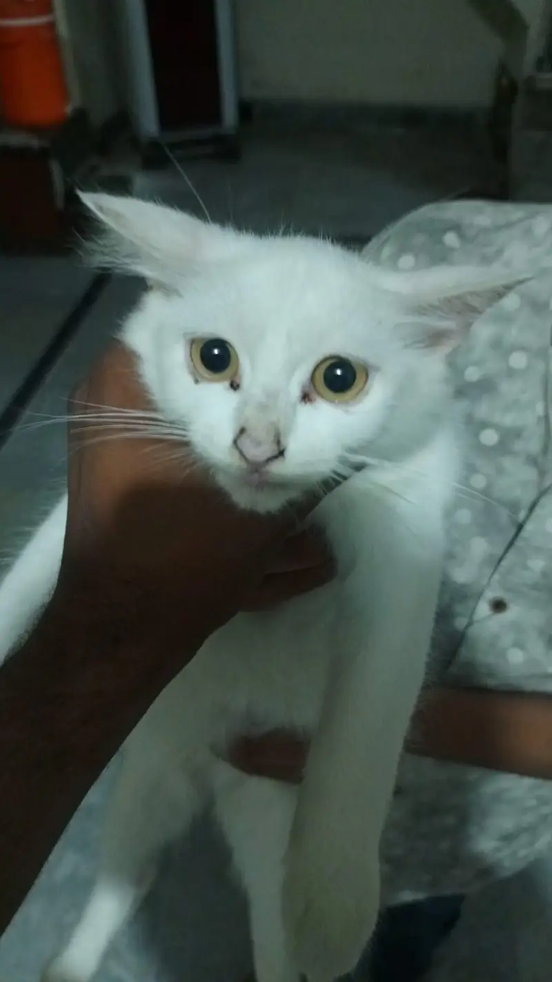 cat for sale colour white — photo 2