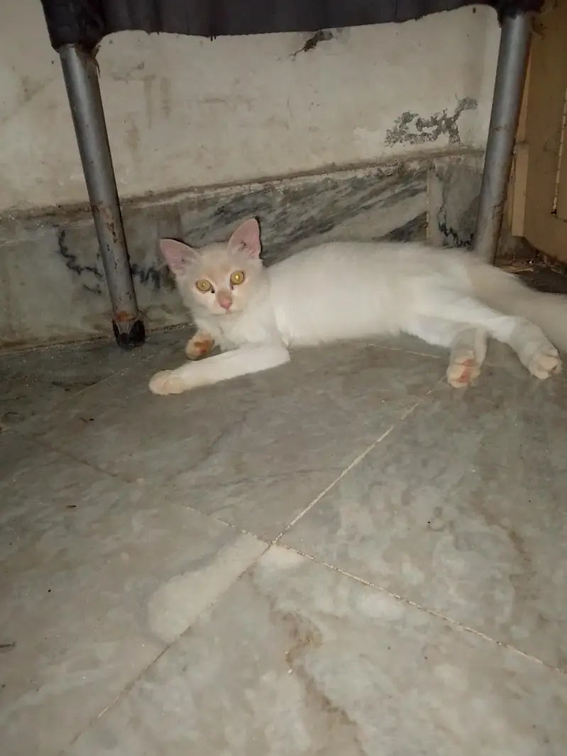 cat for sale colour white — photo 3