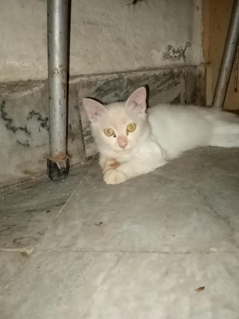 cat for sale colour white — photo 4