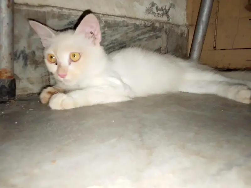 cat for sale colour white — photo 5