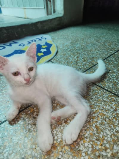 I have Pair of cats their mother is persian sami punch face cat.