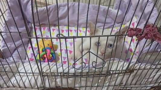 persian kitten for sale