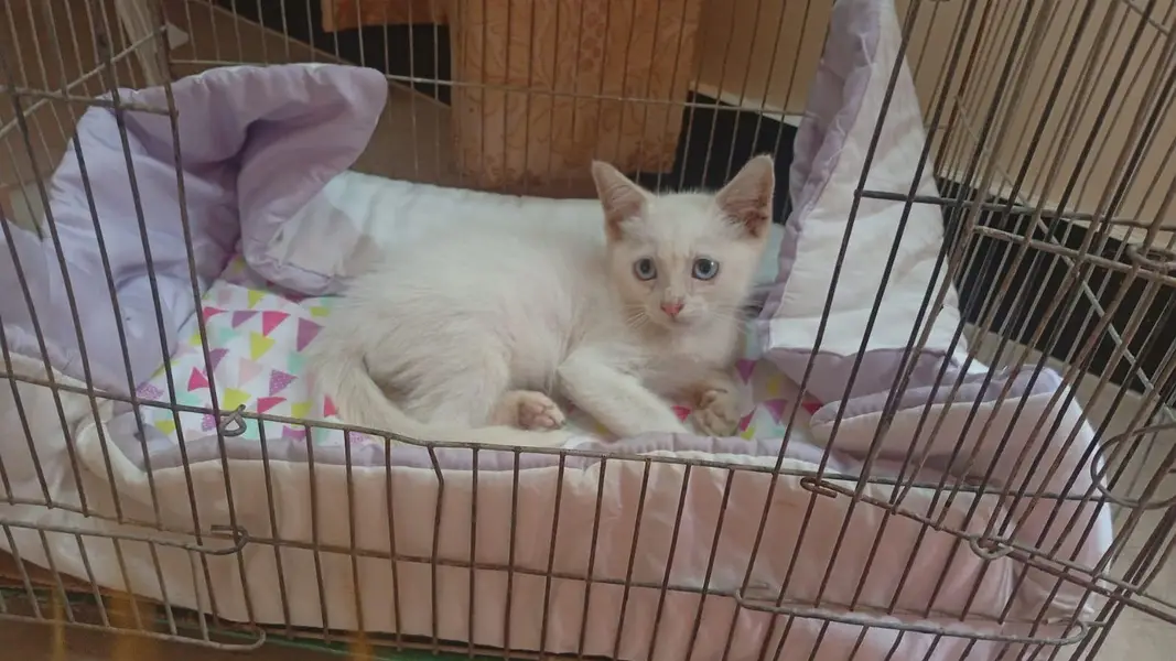 persian kitten for sale — photo 2