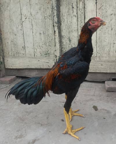 Aseel patha for sale