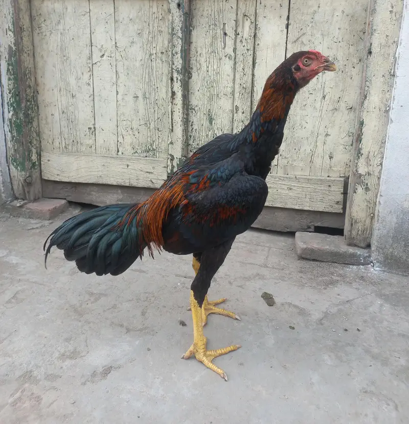 Aseel patha for sale — photo 2
