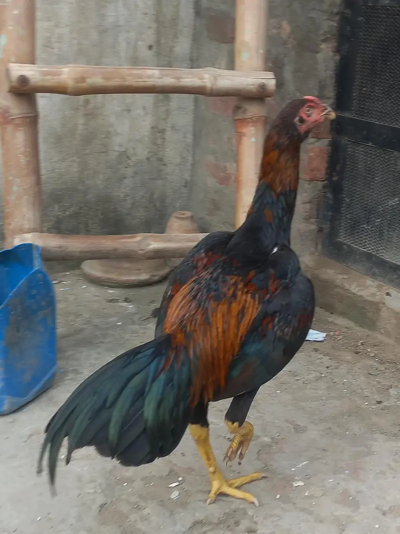 Aseel patha for sale — photo 3