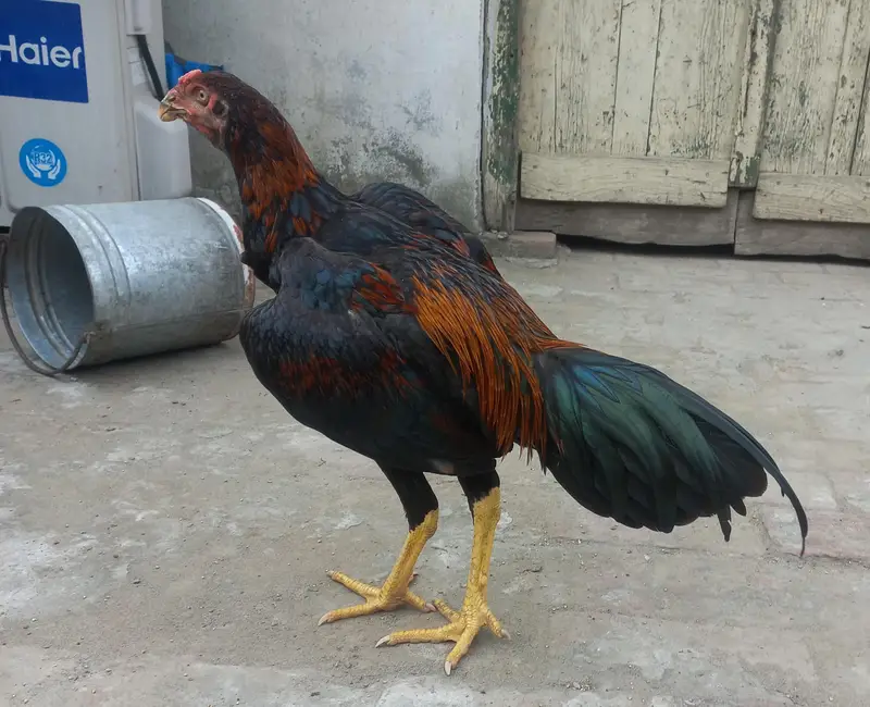 Aseel patha for sale — photo 4