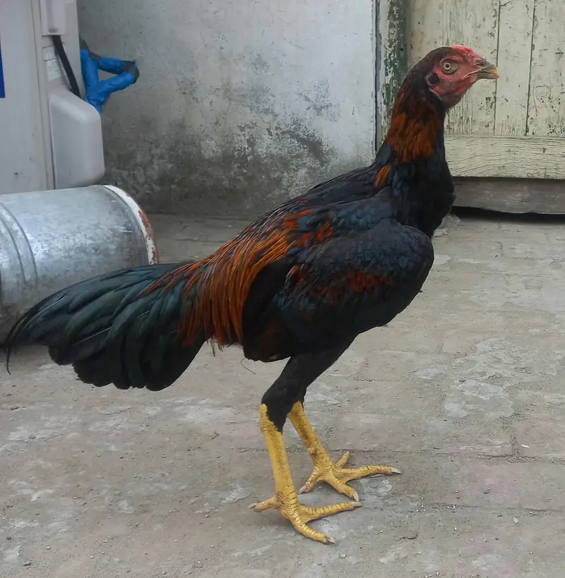 Aseel patha for sale — photo 5