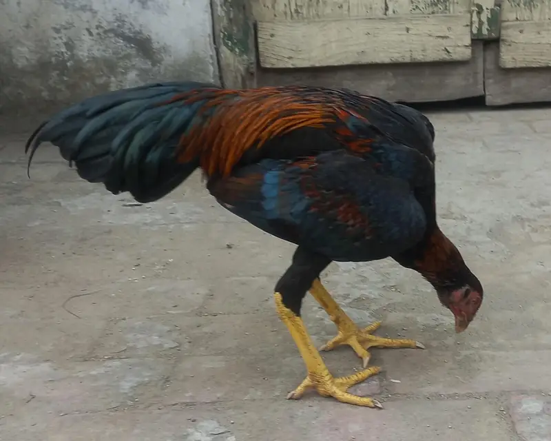 Aseel patha for sale — photo 6