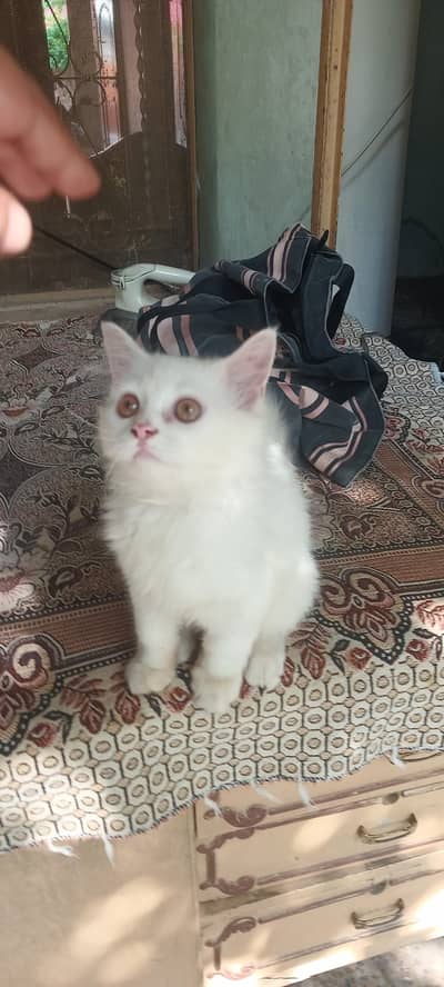 Persian cat