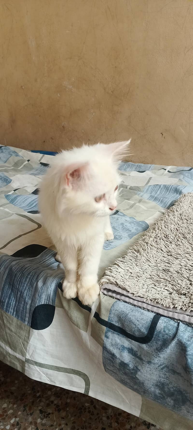 Persian cat 2
