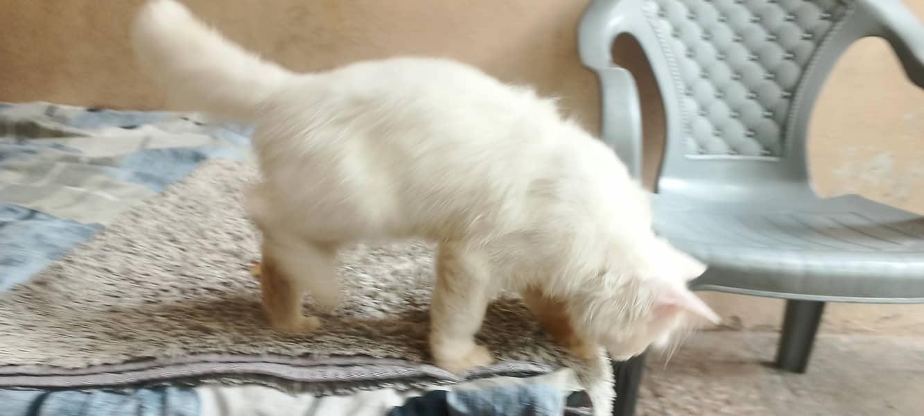 Persian cat 5