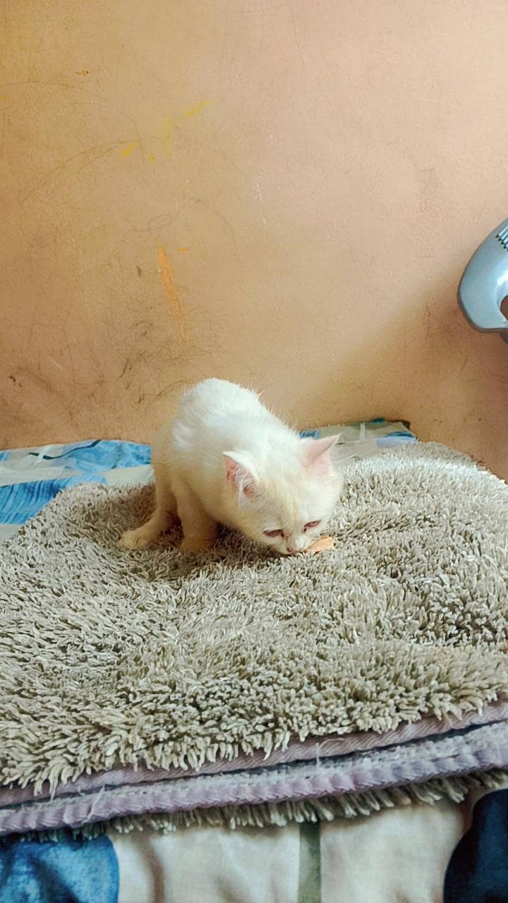 Persian cat 6