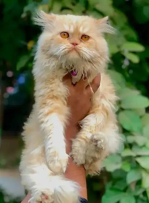 Persian cat and kitten punch face triple coated — photo 3