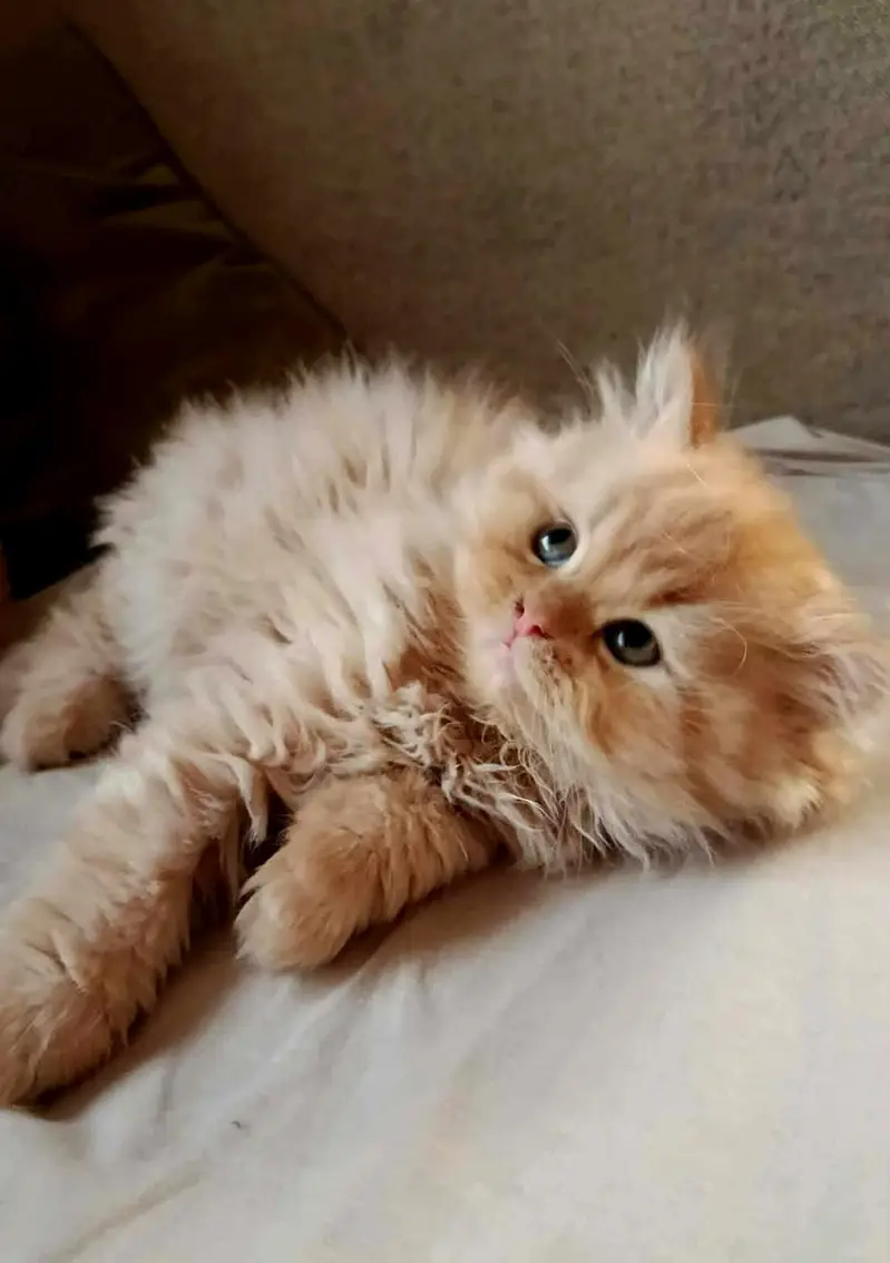 Persian cat and kitten punch face triple coated — photo 6
