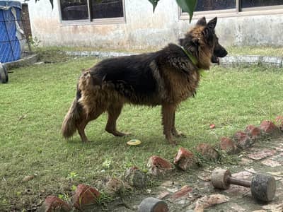 german shepherd female long coat non pedigree