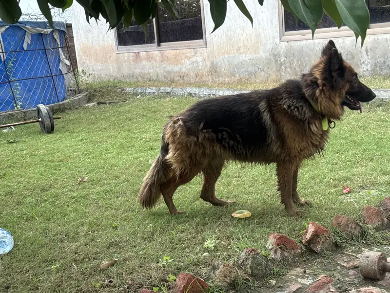 german shepherd female long coat non pedigree — photo 2