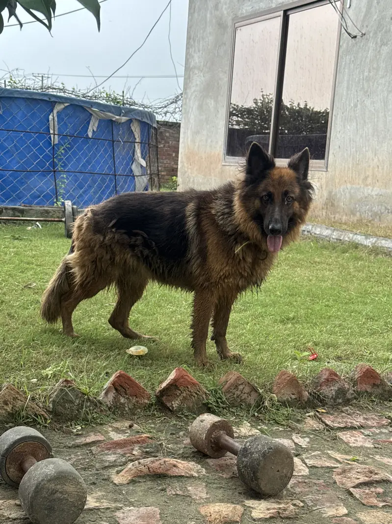 german shepherd female long coat non pedigree — photo 3