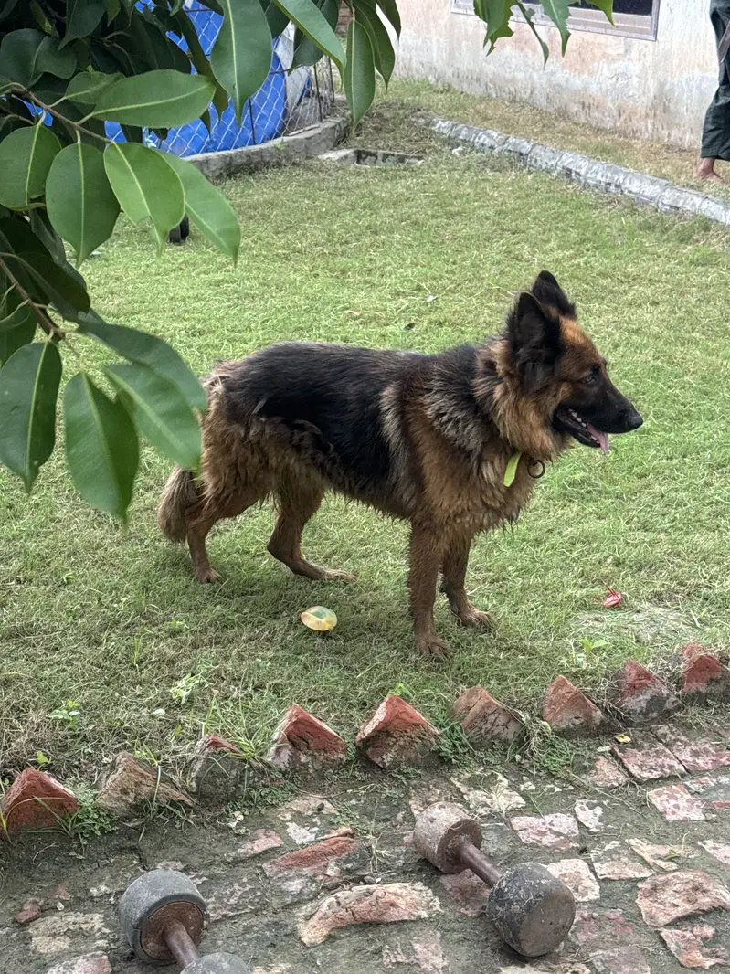 german shepherd female long coat non pedigree — photo 4