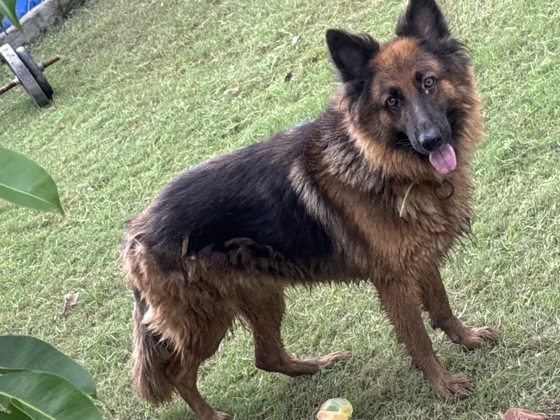 german shepherd female long coat non pedigree — photo 5