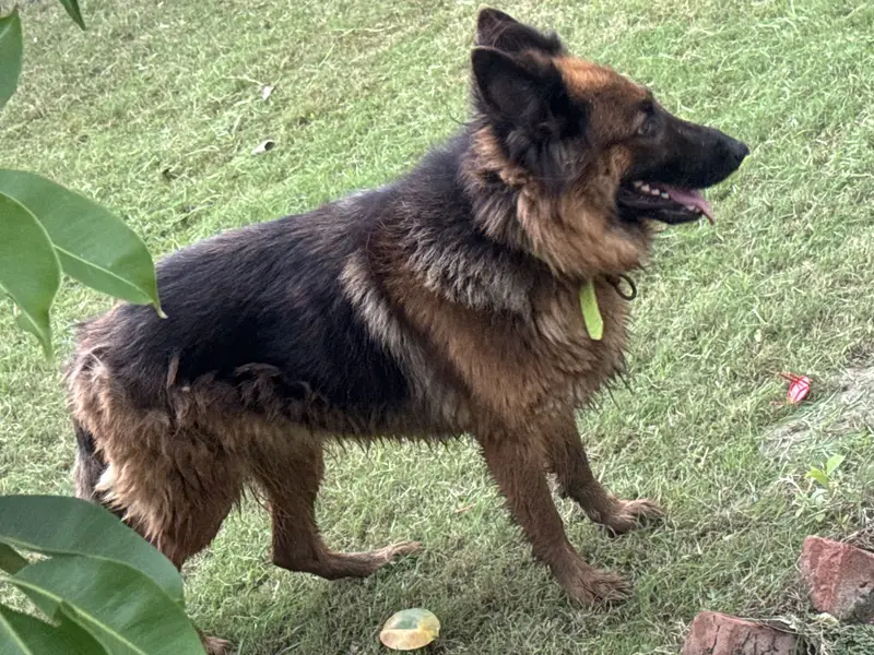 german shepherd female long coat non pedigree — photo 6