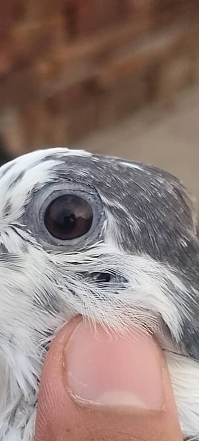 35 wali female chooha male for sale