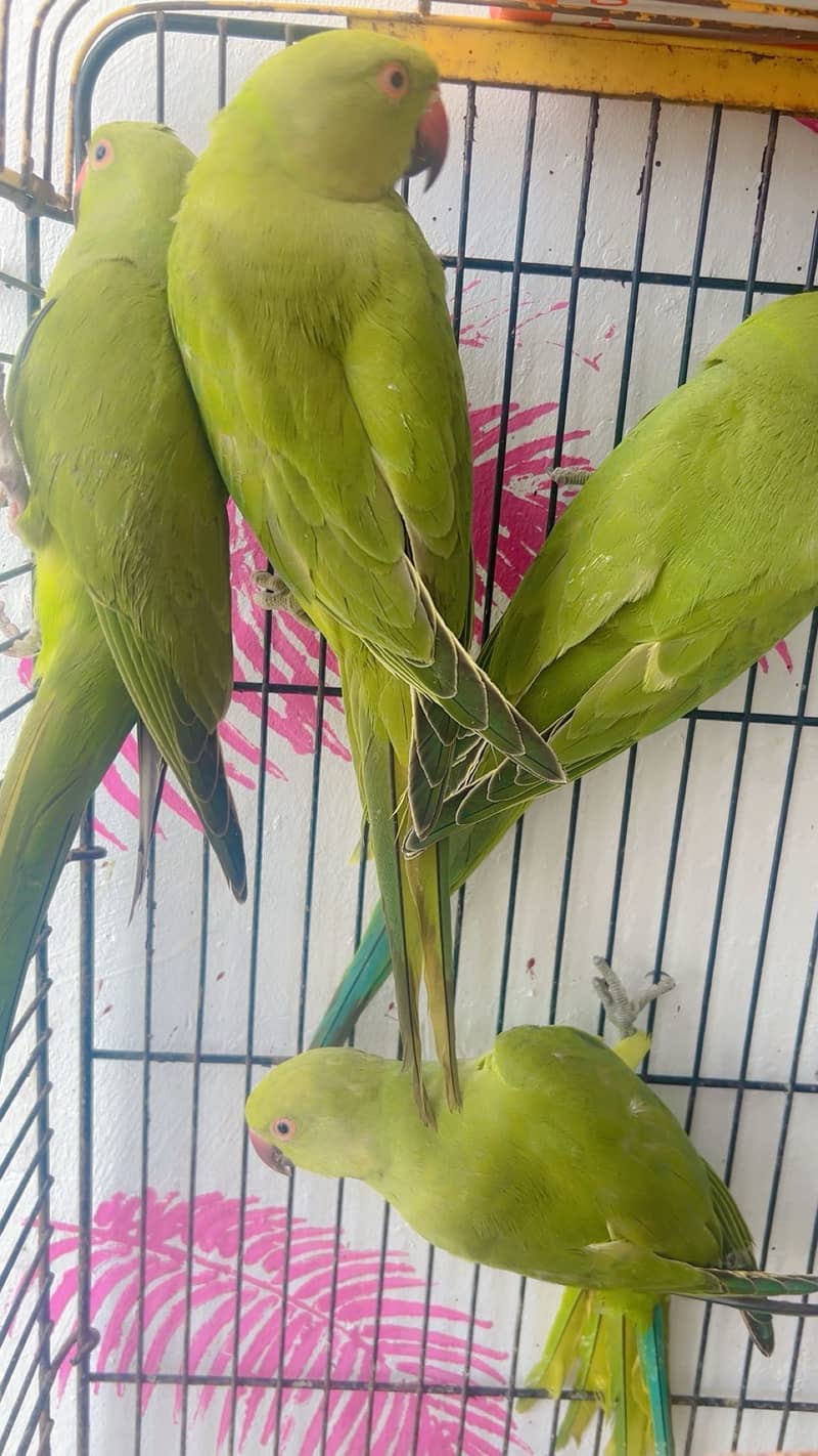 Green ring neck self 1