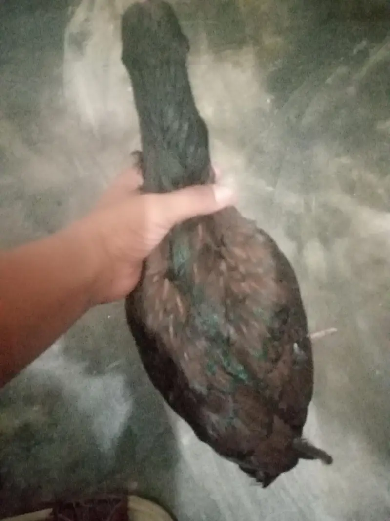 aseeel murgi — photo 2