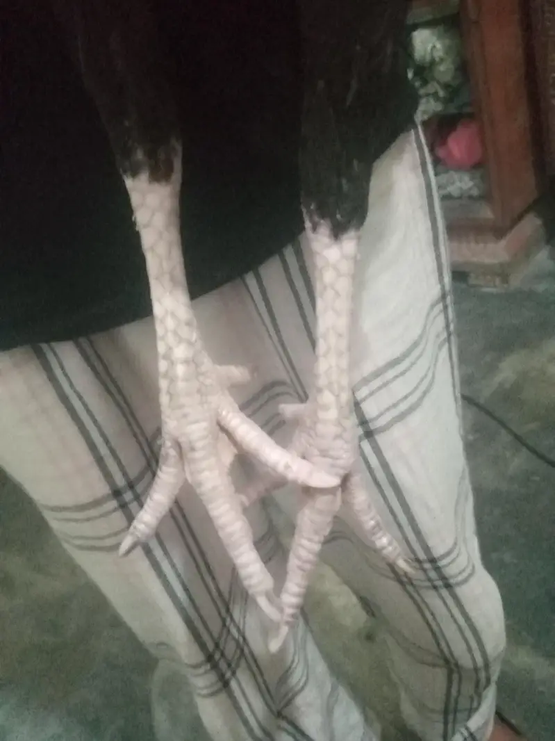 aseeel murgi — photo 4