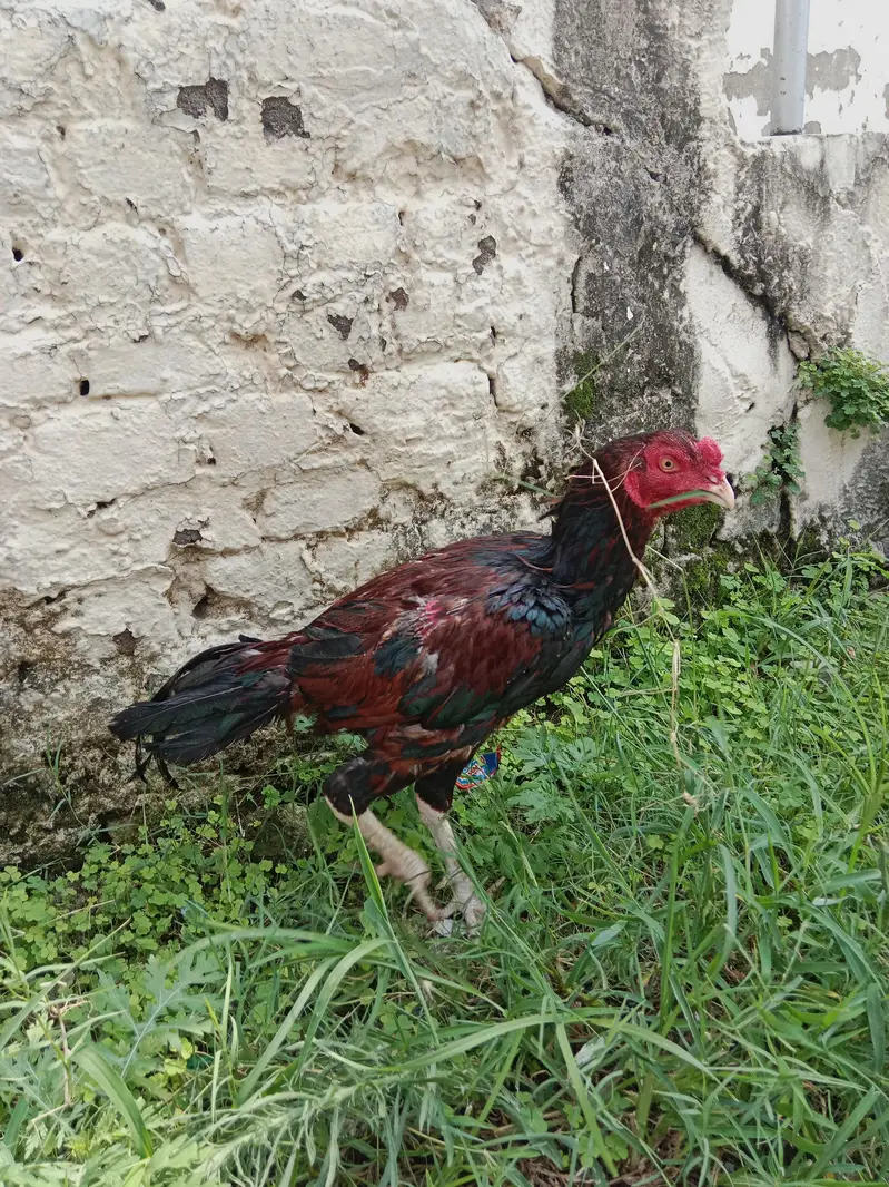 Aseel lakha mianwali — photo 4
