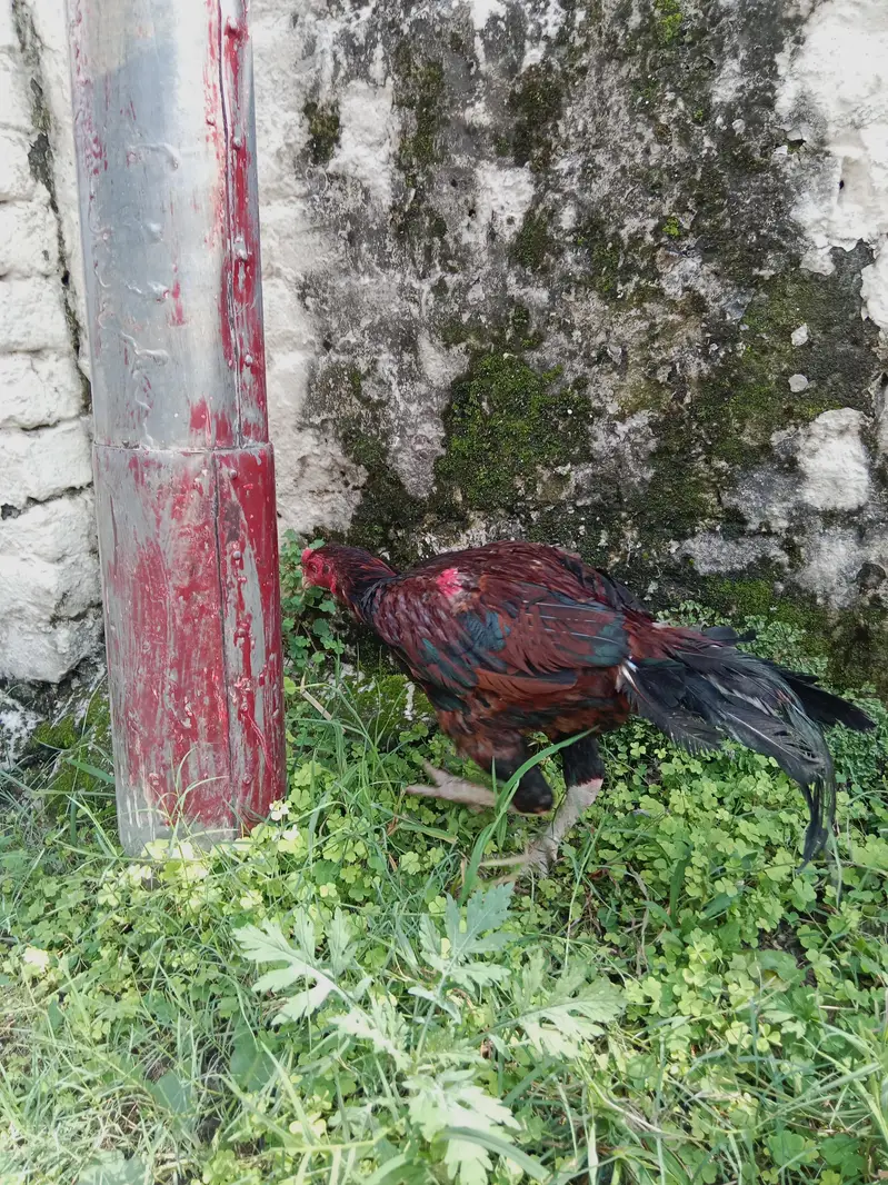 Aseel lakha mianwali — photo 5