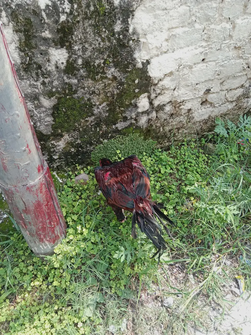 Aseel lakha mianwali — photo 6
