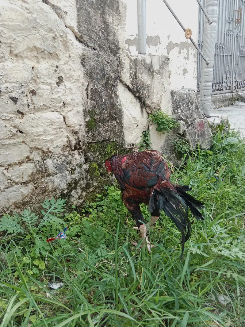 Aseel lakha mianwali — photo 7