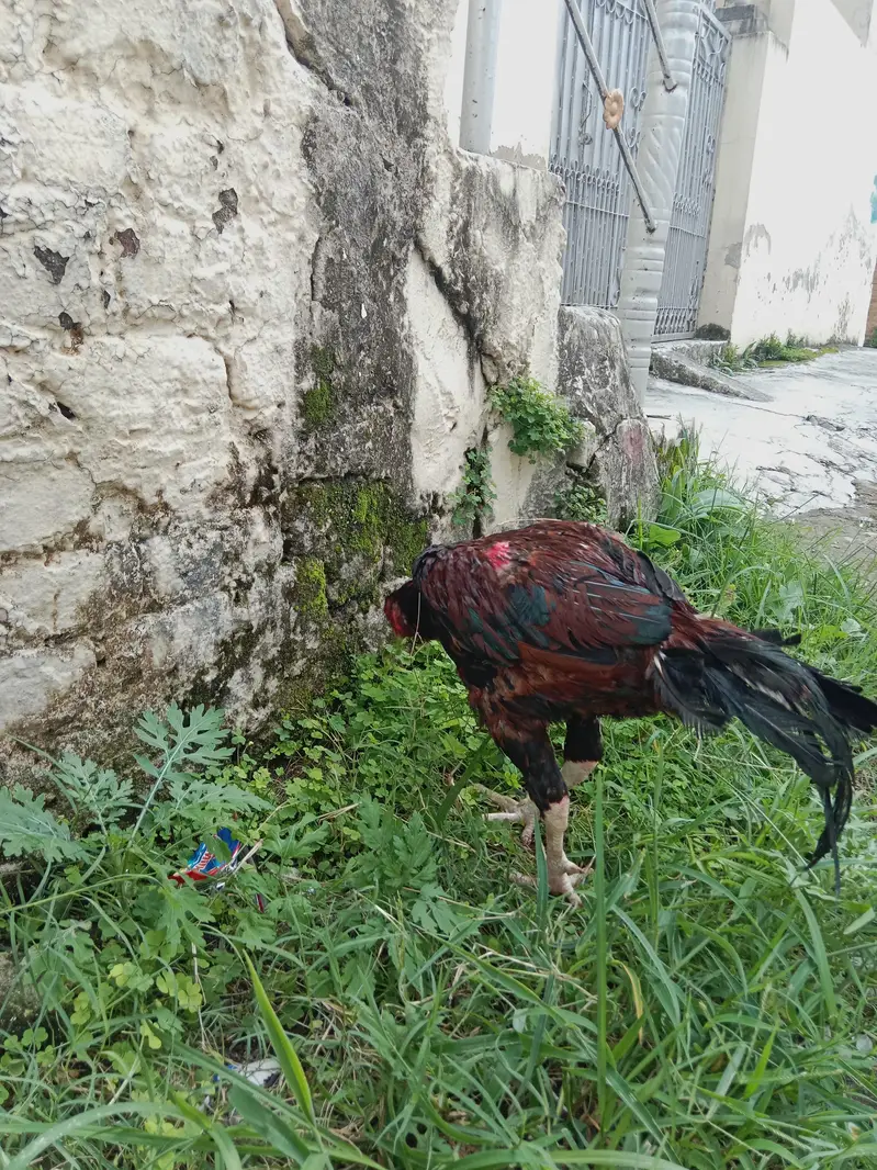 Aseel lakha mianwali — photo 8