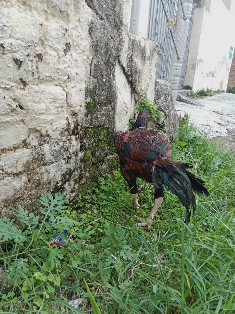 Aseel lakha mianwali — photo 9