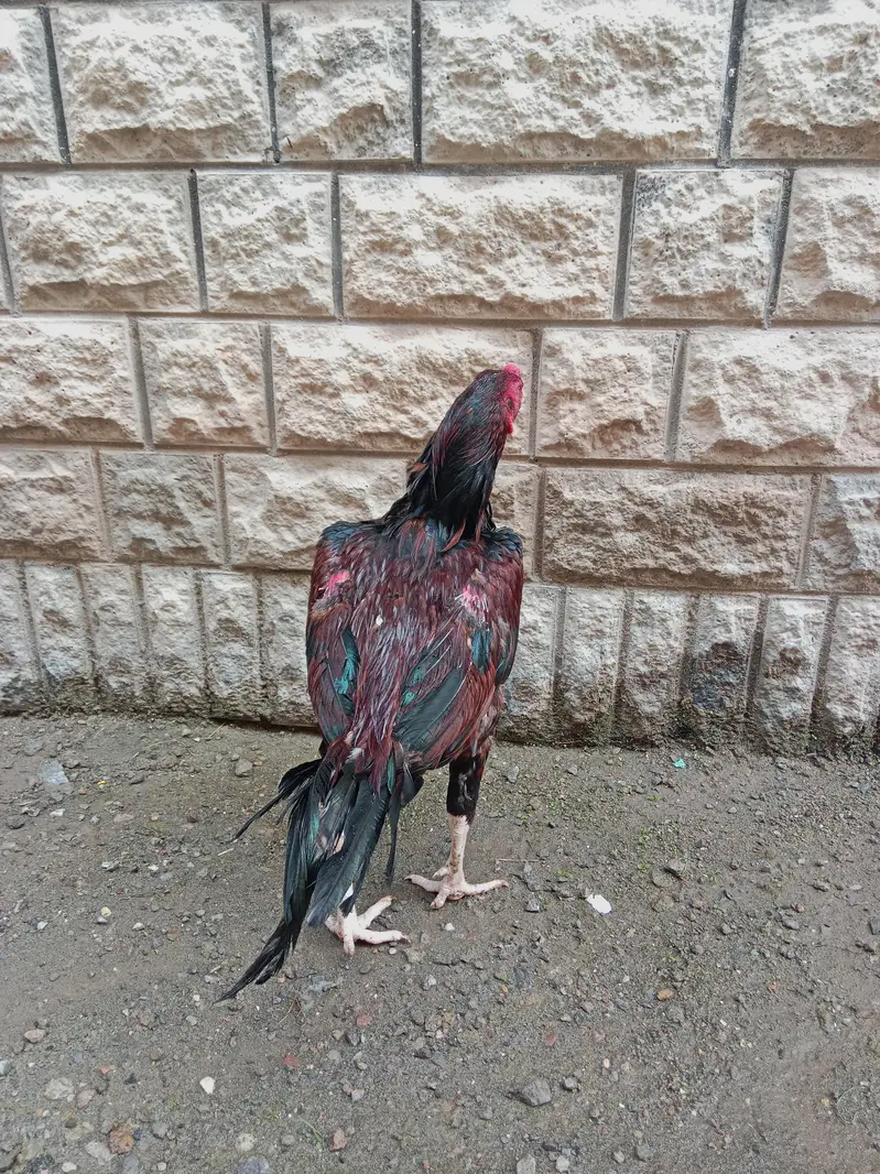 Aseel lakha mianwali — photo 10