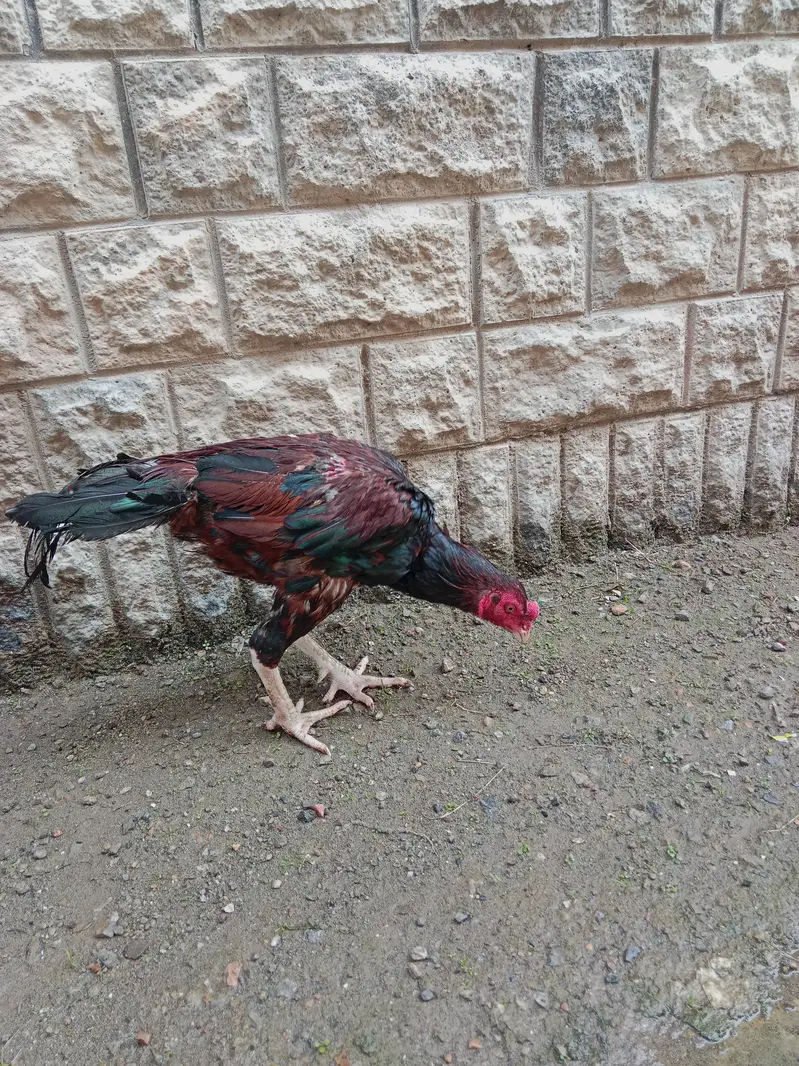 Aseel lakha mianwali — photo 11