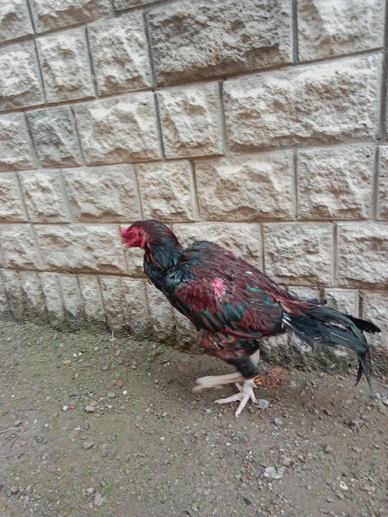 Aseel lakha mianwali — photo 12