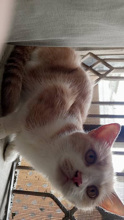 pregnant cat